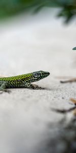 Branche,Lézard,Sinistre,Animaux,Reptile,Flippant