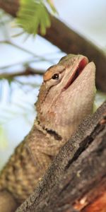 Animaux,Branche,Lézard,Aboyer,Reptile,Écorce