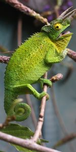 Branch,Lizard,Reptile,Chameleon,Animals