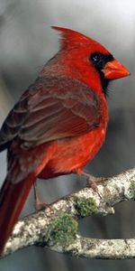 Branche,Mousse,Oiseau Rouge,Animaux