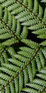 Branch,Nature,Leaves,Fern