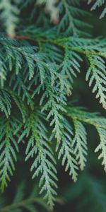 Branch,Needles,Thuja,Cypress,Nature