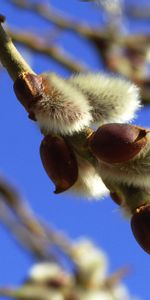 Branch,Pussy Willow,Verba,Nature,Spring