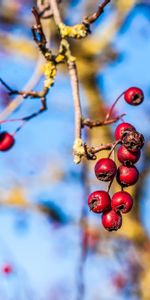 Nature,Branche,Sorbier Des Oiseleurs,Fermer,Gros Plan