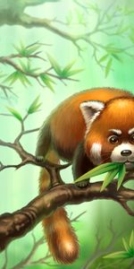 Feuilles,Branches,Animal,Petit Panda,Art