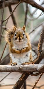 Branches,Animal,Nice,Sweetheart,Animals,Squirrel