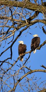 Animaux,Branches,Oiseaux,Aigle