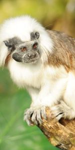 Branches,Animals,Breed,Wool,Monkey