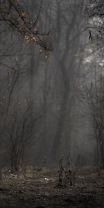 Branches,Autumn,Fog,Trees,Forest,Nature