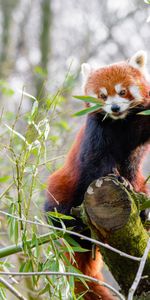 Petit Panda,Animaux,Branches,Bambou,Panda Rouge