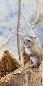 Animales,Ardilla,Registro,Sucursales,Ramas,Escalada,Ladrar,Corteza,Ascensión,Tronco