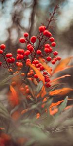 Baies,Branches,Feuilles,Macro