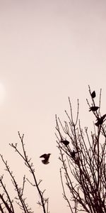 Minimalisme,Branches,Oiseaux