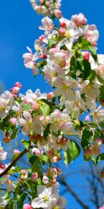 Branches,Pommier,Nature,Source,Floraison,Printemps