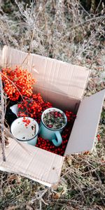 Branches,Box,Mugs,Rowan,Berries,Miscellanea,Miscellaneous