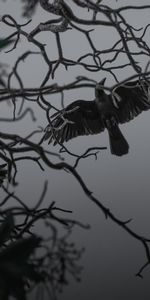 Branches,Bw,Crow,Animals,Bird,Wings,To Fly,Chb,Fly