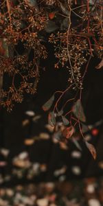 Branches,Clusters,Leaves,Plant,Macro,Bunches