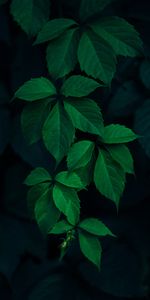 Branches,Dark Background,Nature,Leaves