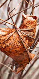 Branches,Dry,Nature,Sheet,Leaf,Maple