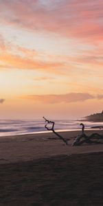 Branches,Dusk,Nature,Twilight,Sea,Beach