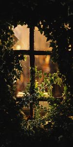 Branches,Evening,Weeping,Fogged Up,Miscellaneous,Window,Leaves,Miscellanea