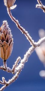 Nature,Branches,Gel,Givre,Fleurs