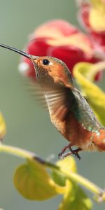 Branches,Humming Birds,Bird,Animals,Flowers