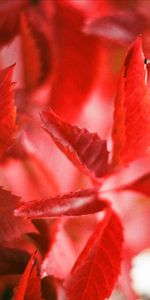 Plante,Planter,Lierre,Nature,Branches,Feuilles,Automne