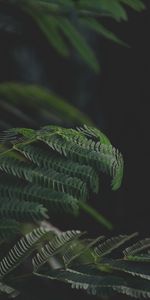 Branches,Leaves,Dark,Fern