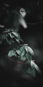 Branches,Leaves,Drops,Macro,Wet