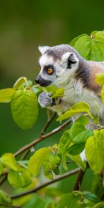 Lémurien,Est Assis,Se Trouve,Animaux,Branches,Curieuse,Maki,Curieux