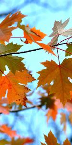 Branches,Maple,Nature,Leaves