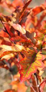 Branches,Feuillage,Nature,Automne