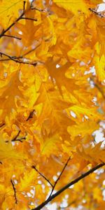 Branches,Nature,Leaves,Autumn