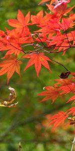 Branches,Nature,Leaves,Autumn