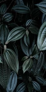 Branches,Nature,Plant,Leaves,Dark