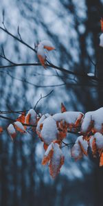 Branches,Nature,Neige,Feuilles,Hiver