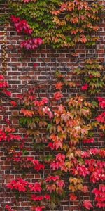 Branches,Nature,Wall,Foliage