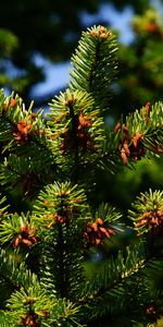 Branches,Needles,Thorns,Prickles,Nature,Pine