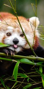 Branches,Nice,Sweetheart,Tongue Stuck Out,Protruding Tongue,Bamboo,Little Panda,Small Panda,Animals,Panda,Funny