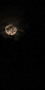 Nuages,Branches,Nuit,Le Noir,Lune