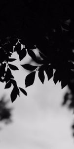 Branches,Outlines,Bw,Chb,Leaves