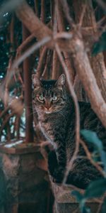 Animal Domestique,Un Animal De Compagnie,Une Menace,Menace,Animaux,Branches,Chat