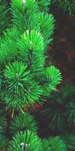 Pin,Piquants,Les Épines,Branches,Nature