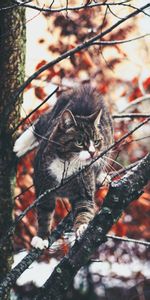 Branches,Stroll,Climb,Animals,Curiosity,Cat