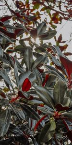 Branches,Sunlight,Nature,Plant