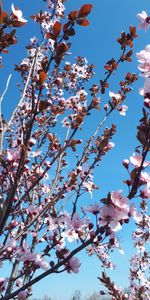 Branches,Tender,Blooms,Flowers,Pink,Sakura