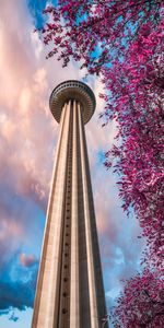 Branches,Tower,Bottom View,Cities