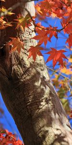 Otoño,Hojas,Sucursales,Ramas,Maletero,Baúl,Naturaleza