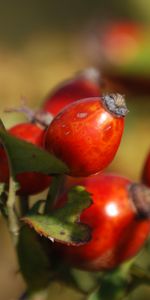 Briar,Baies,Macro,Branche,Fruit,Baie